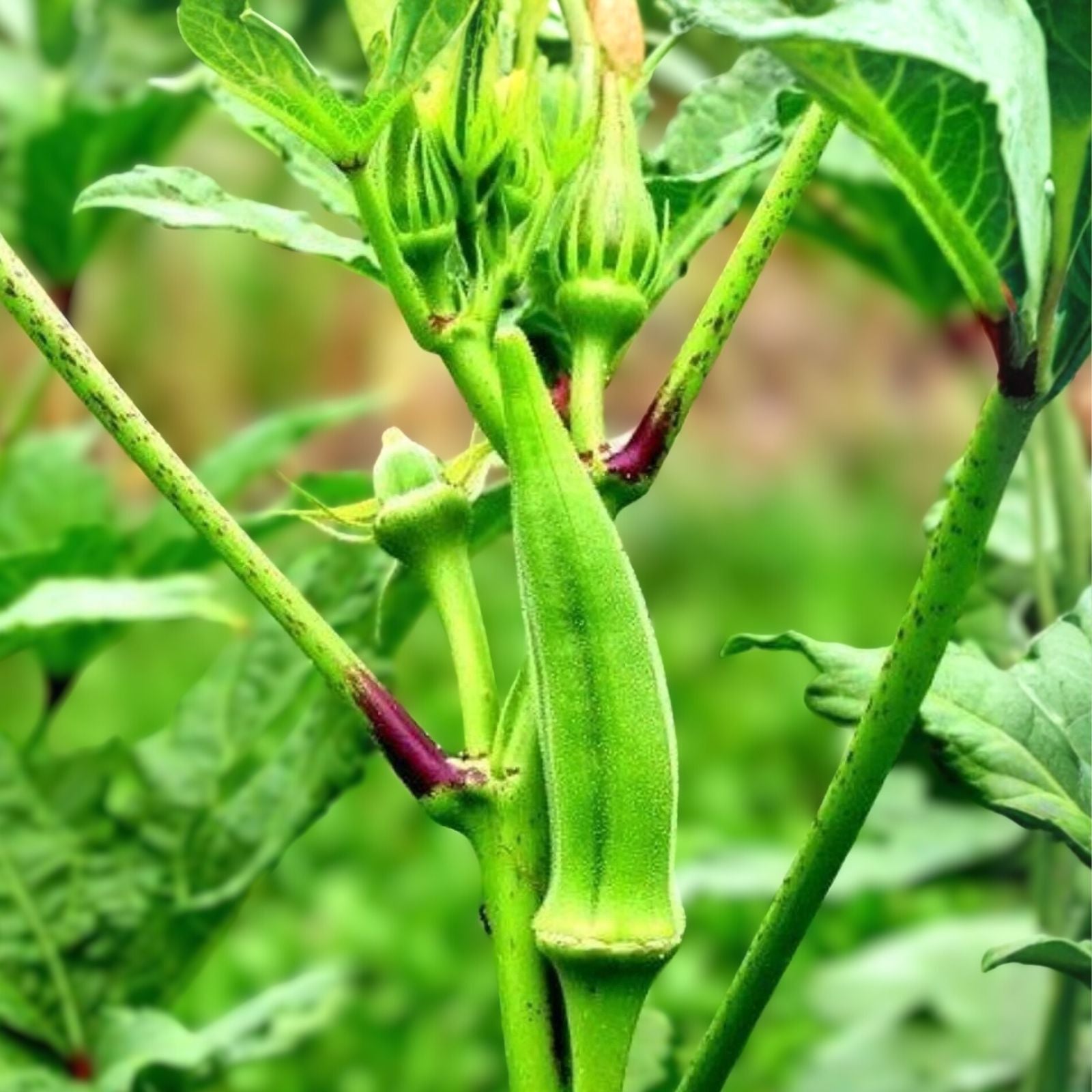 Okra Seeds 500 Count Heirloom Emerald Variety Non-GMO Garden Plant Abelmoschus esculentus