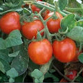 Iceberg Lettuce Seeds Heirloom Non-GMO Large Head Vegetable Seeds 1000 Pack Lactuca sativa