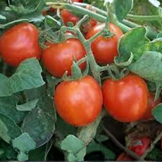 Iceberg Lettuce Seeds Heirloom Non-GMO Large Head Vegetable Seeds 1000 Pack Lactuca sativa