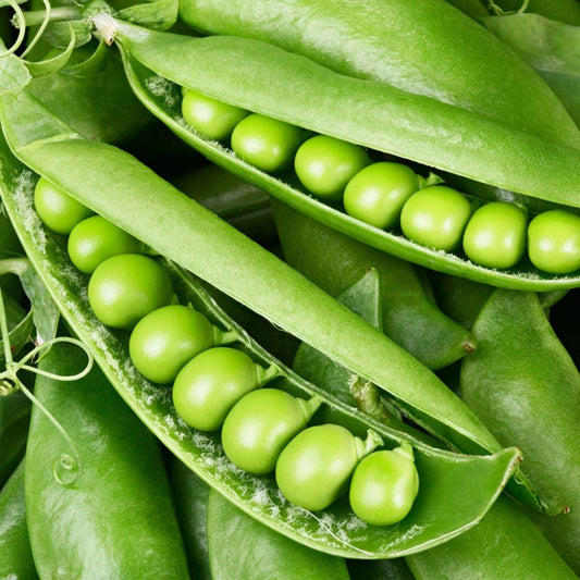 Organic Green Pea Seeds 12 oz Sweet Variety Pisum sativum Live Plant, Starter, Bare Root, Heirloom Gardening Supplies