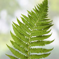 Rooted Fern Plants Assorted Varieties Indoor Outdoor Live Houseplants Green Foliage Starter Cuttings