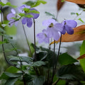 African Violet Leaf Cutting 6 Pack Saintpaulia ionantha Live Indoor Plant Starter Houseplant
