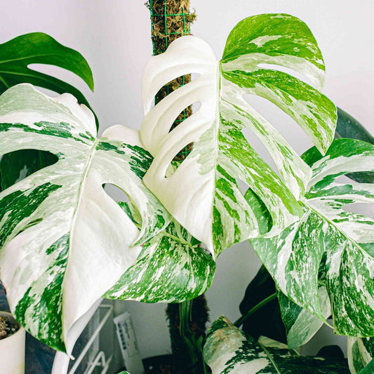 Monstera Albo Borsigiana Cutting – Rare Variegated Houseplant, Indoor Live Plant, Non-GMO, Unique White Variegation