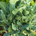 Blackgum Tree Live Plant Nyssa sylvatica Bare Root 16-24 Inches Missouri Grown Hardwood Tree