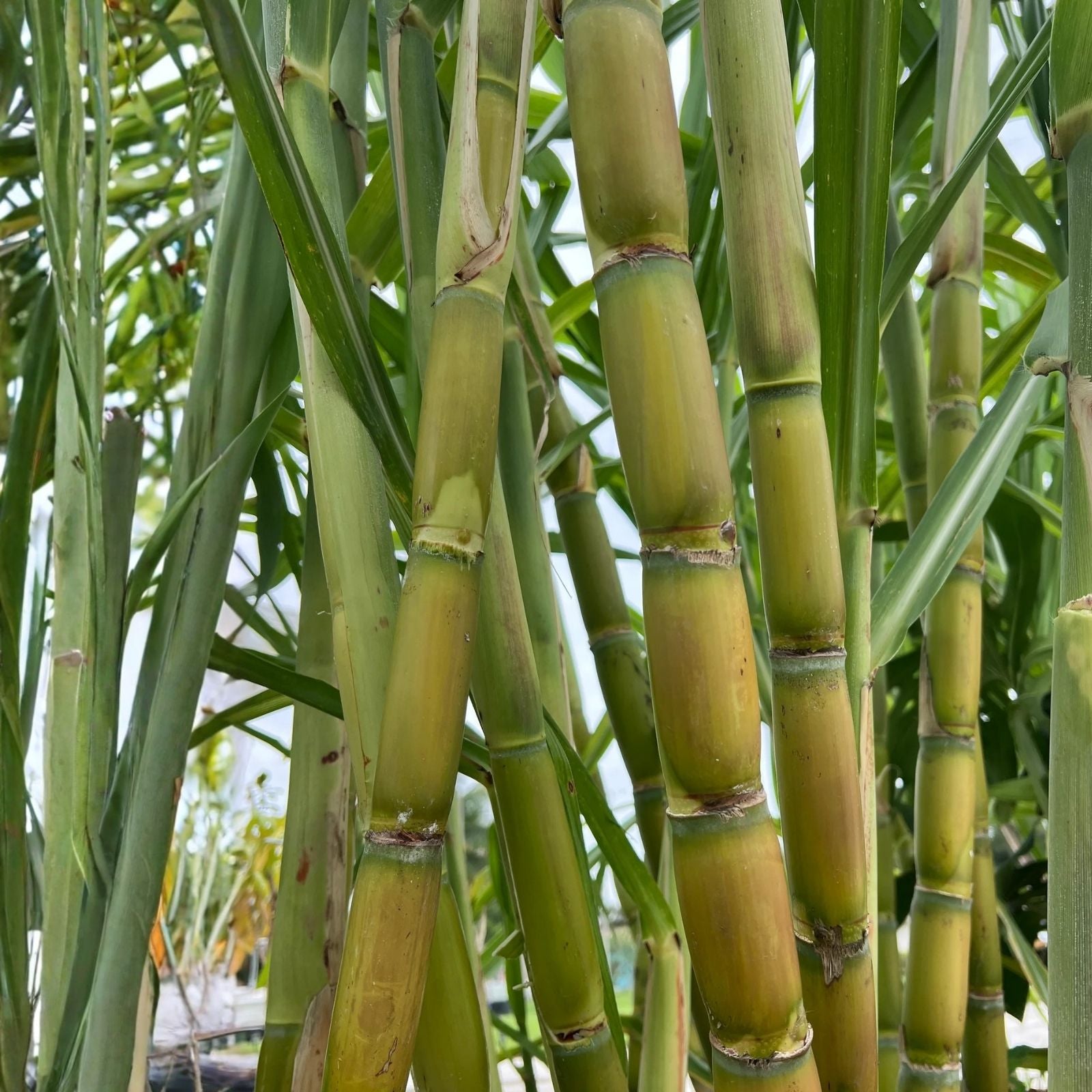 Rooted Sugarcane Cuttings 3 Pack | Sweet Juicy Tropical Plant | Saccharum officinarum Live Starter Plant