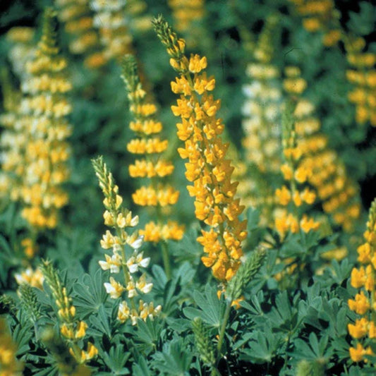 Lupine Seeds 500 Count Golden Yellow Perennial Flower Seeds Lupinus polyphyllus Houseplant Cutting
