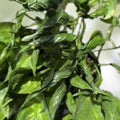 Fernando Fire Pothos Cuttings Epipremnum aureum Live Plant Starter Houseplant Tropical Decor
