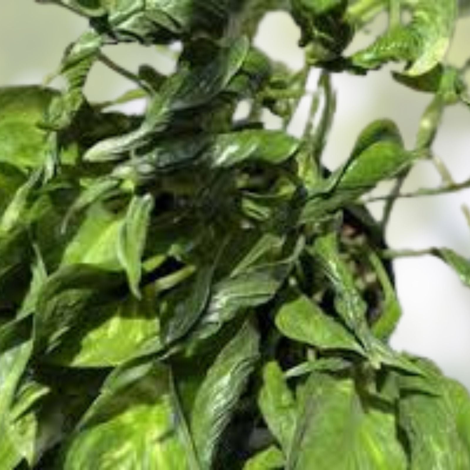 Fernando Fire Pothos Cuttings Epipremnum aureum Live Plant Starter Houseplant Tropical Decor