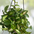 Hoya Krimson Princess Cuttings - 3 Inch Unrooted Stem - Variegated Hoya carnosa Houseplant - Succulent Plant for Indoor Garden