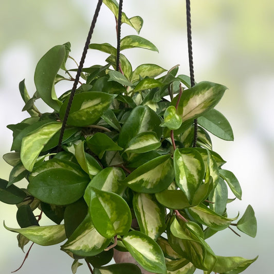 Hoya Krimson Princess Cuttings - 3 Inch Unrooted Stem - Variegated Hoya carnosa Houseplant - Succulent Plant for Indoor Garden
