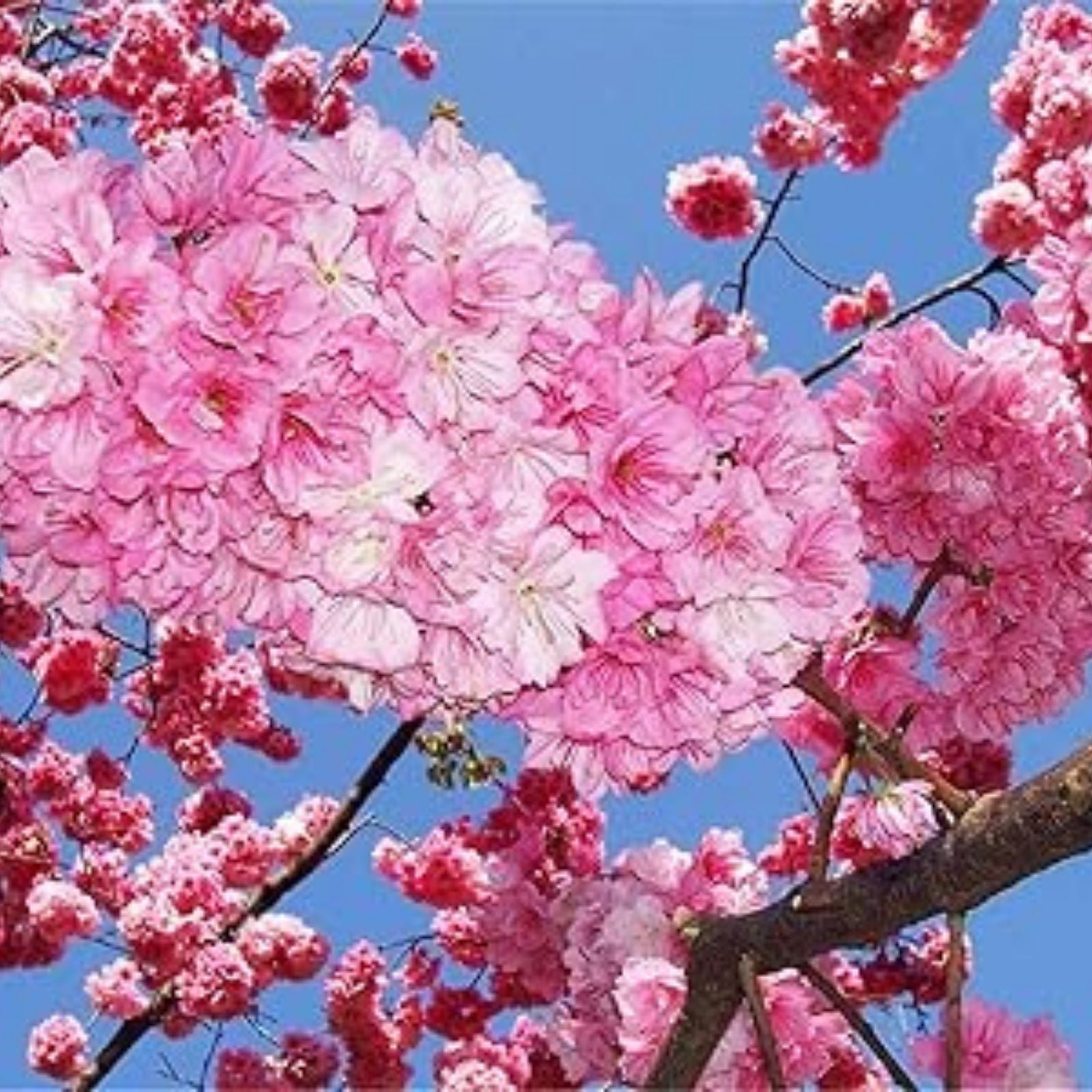 Japanese Cherry Blossom Bonsai Seeds, 20 Prunus serrulata Seeds, Rare Exotic Bonsai Planting Kit