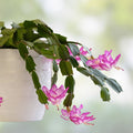 Epiphyllum Orchid Cactus Succulent Plants Noid TK10 Variety 2 Indoor Flowering Succulents Starter Plants
