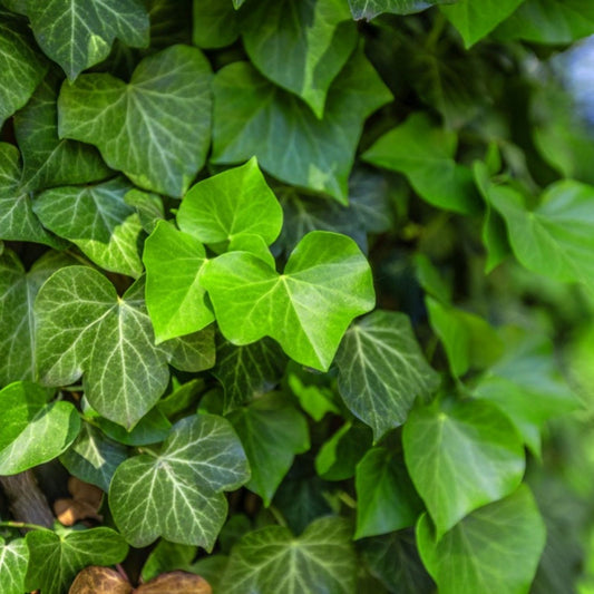 Live English Ivy Roots 10 Pack – Green Ground Cover for Garden and Patio – Hedera helix – Easy to Grow