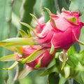 Dragon Fruit Cuttings 8-14in Hylocereus Fruit Cactus Propagation Live Plant for Gardening and Home