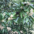 Carolina Cherry Laurel Plant Prunus caroliniana Live Evergreen Shrub Hardy Zones 7-10 Starter Plant
