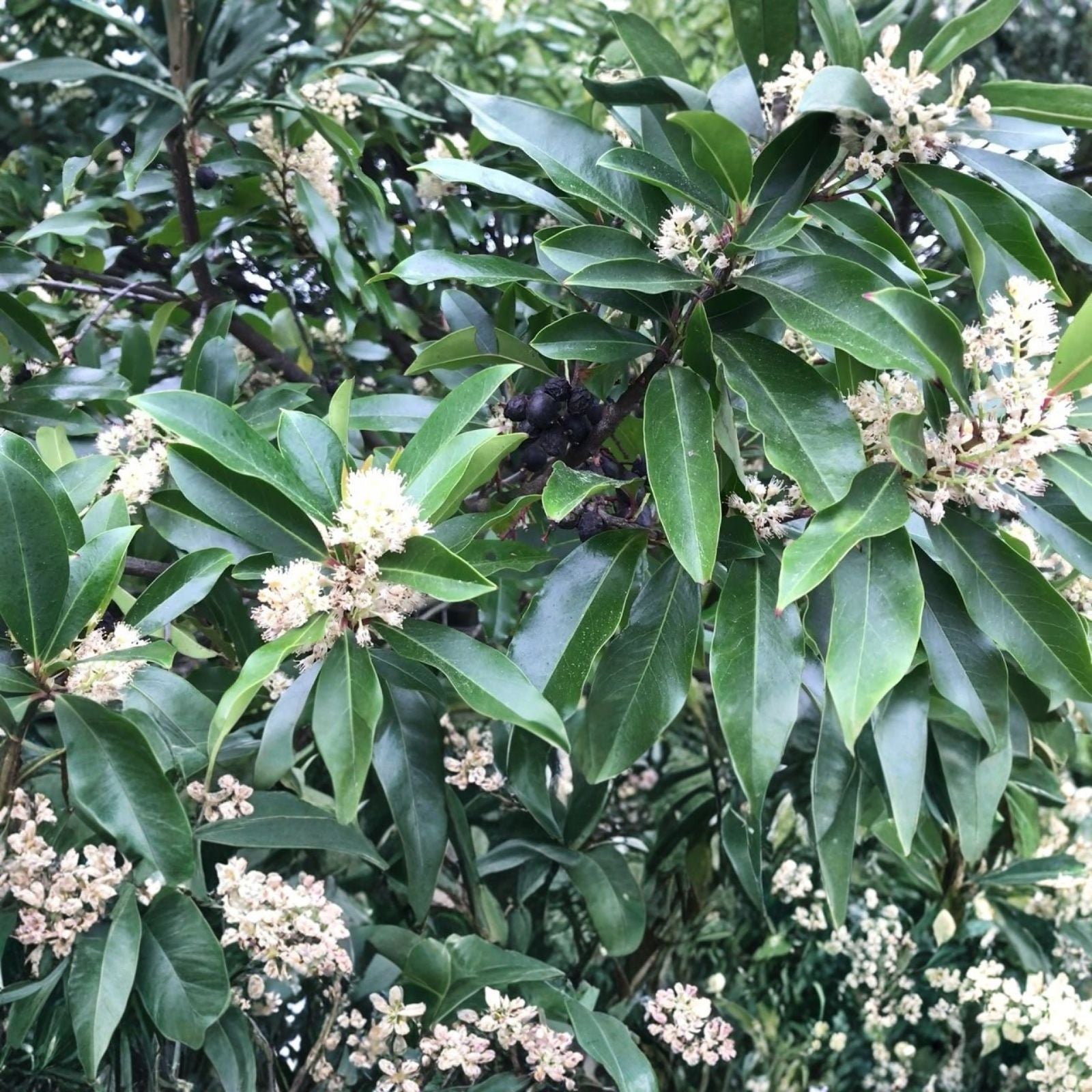 Carolina Cherry Laurel Plant Prunus caroliniana Live Evergreen Shrub Hardy Zones 7-10 Starter Plant