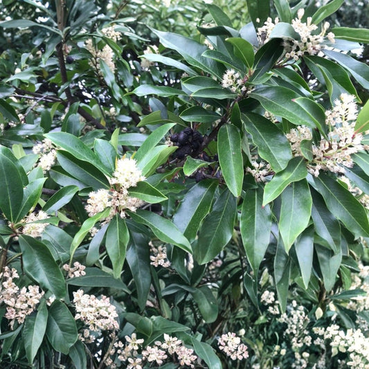 Carolina Cherry Laurel Plant Prunus caroliniana Live Evergreen Shrub Hardy Zones 7-10 Starter Plant
