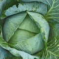 Cabbage Seeds 100 Count Early Jersey Wakefield Heirloom Non-GMO Brassica oleracea Vegetable Planting Seeds