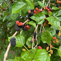 Pakistan White Mulberry Cuttings - Organic Live Morus alba Starter Plant Bare Root Grafting Live Plant