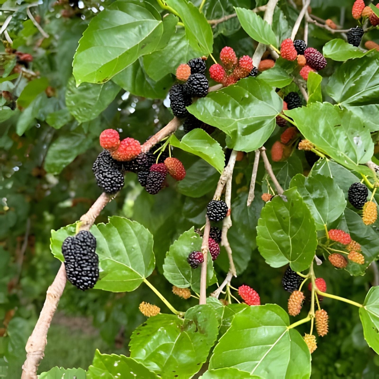 Pakistan White Mulberry Cuttings - Organic Live Morus alba Starter Plant Bare Root Grafting Live Plant