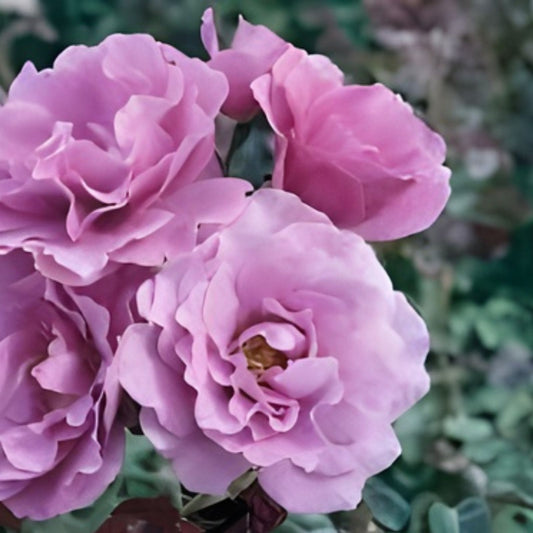Angel Face Rose Cuttings - 5 Unrooted Rosa 'Angel Face' - Fragrant Pink Flowers for Gardening - Fast Shipping