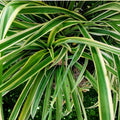 Live 8-inch Variegated Spider Plant Chlorophytum comosum Houseplant, Easy Care Indoor Plant, Home Decor, Live Plant, Cutting
