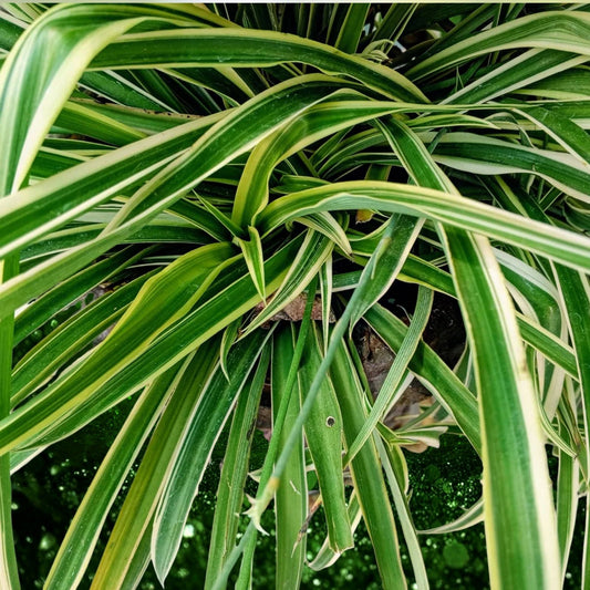 Live 8-inch Variegated Spider Plant Chlorophytum comosum Houseplant, Easy Care Indoor Plant, Home Decor, Live Plant, Cutting