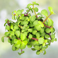 Dwarf Jade Cuttings 11 Pack Elephant Bush Succulent Plant Portulacaria Afra Green Red Stem Live Starter Plant