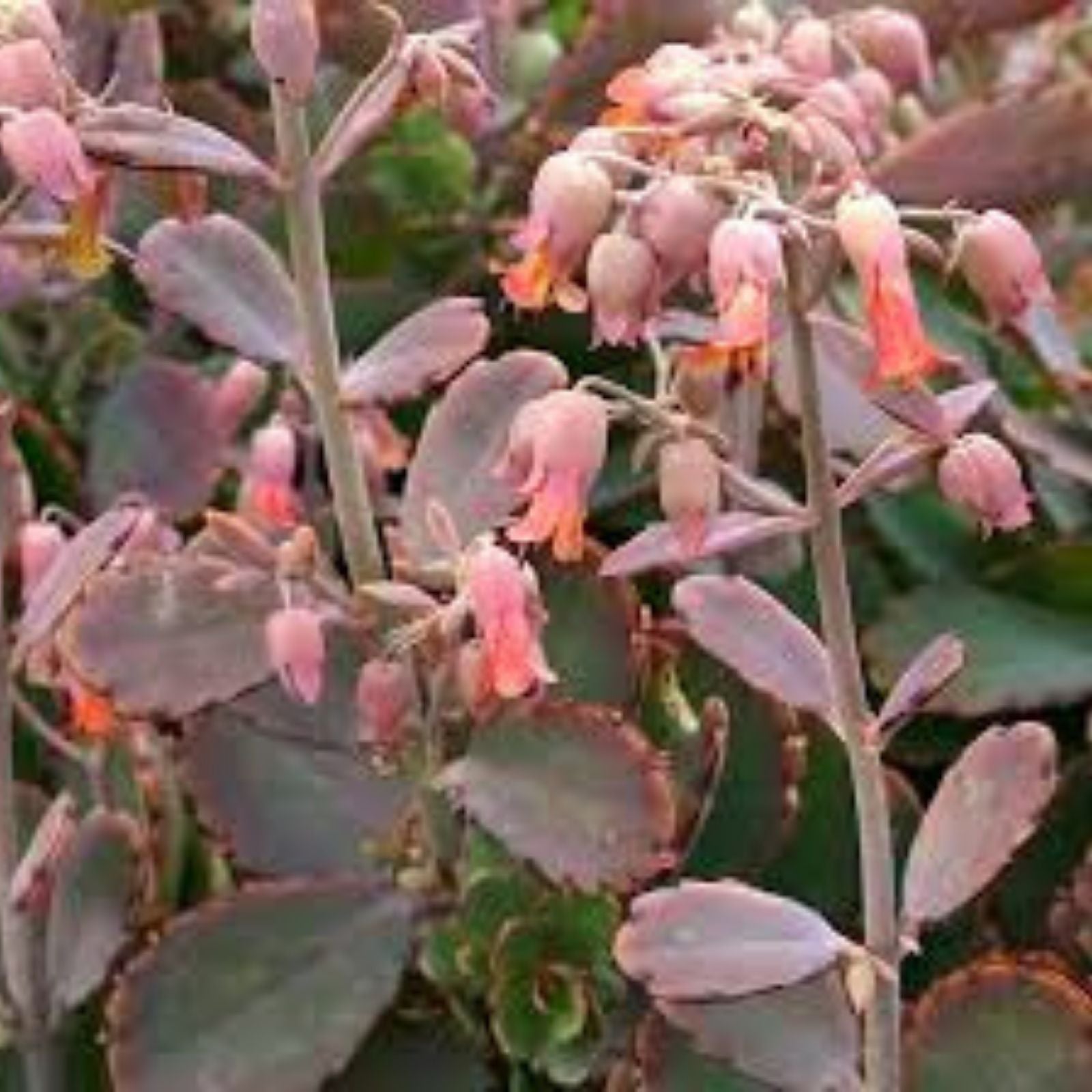 Kalanchoe Fedtschenkoi Cutting - Lavender Scallops Succulent - Live Plant for Home Decor and Gardening