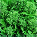 Broccoli Raab Seeds Heirloom Variety 50+ Brassica rapa subsp. ruvo Culinary Plant, Vegetable Seeds, Starter, Live Plant, Cutting