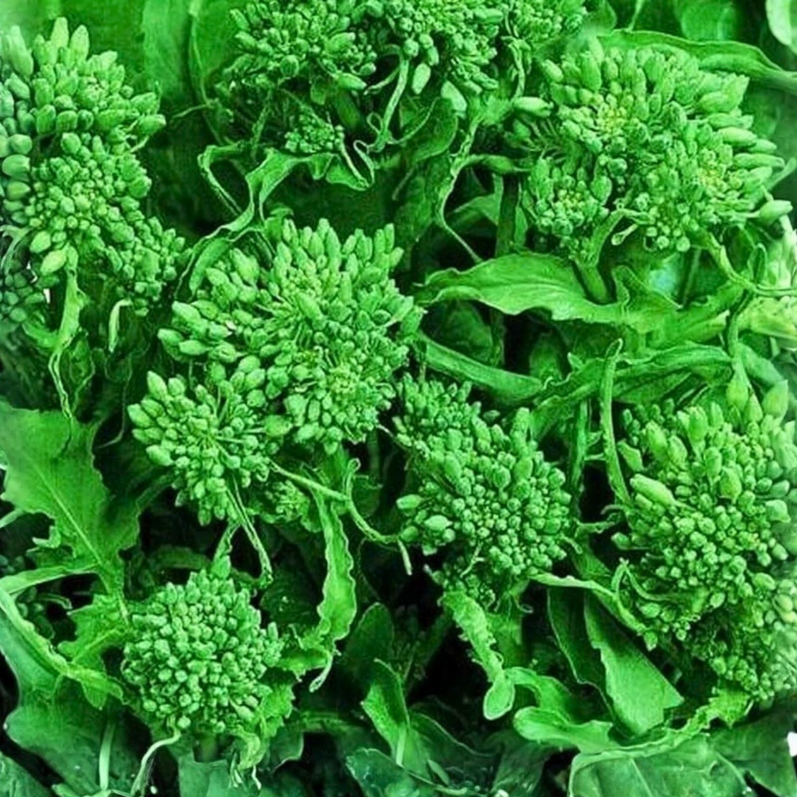 Broccoli Raab Seeds Heirloom Variety 50+ Brassica rapa subsp. ruvo Culinary Plant, Vegetable Seeds, Starter, Live Plant, Cutting