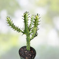 Euphorbia Lactea Starter Cactus 5" Tall Dragon Bones Succulent Live Plant Indoor Decor Houseplant