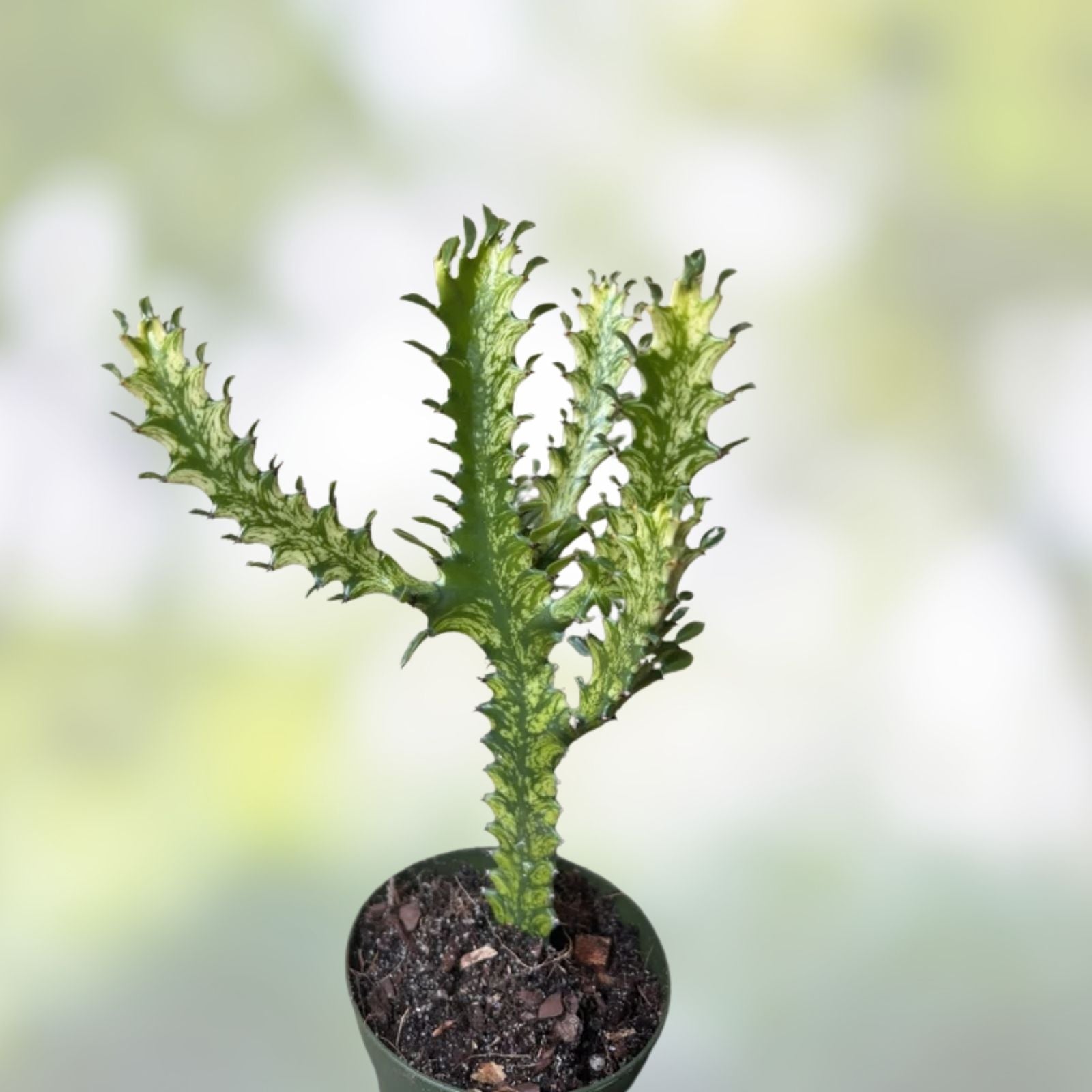 Euphorbia Lactea Starter Cactus 5" Tall Dragon Bones Succulent Live Plant Indoor Decor Houseplant