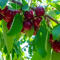 Stella Cherry Tree Cuttings Prunus avium Live Bare Root Starter Plant for Growing Fruit Trees