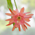 Epiphyllum Liberace Orchid Cactus Cutting Rare Indoor Houseplant Succulent Live Plant