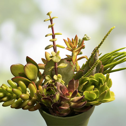 Large Succulent Cuttings Set with 2 Bonus Unique Color Varieties – Live Plant Propagation Starter Kit - Fast Growing