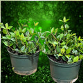 Variegated Peperomia Cuttings 4" – Houseplant, Pet-Friendly, Radiator Plant, Peperomia angulata, Starter Plant, Live Plant