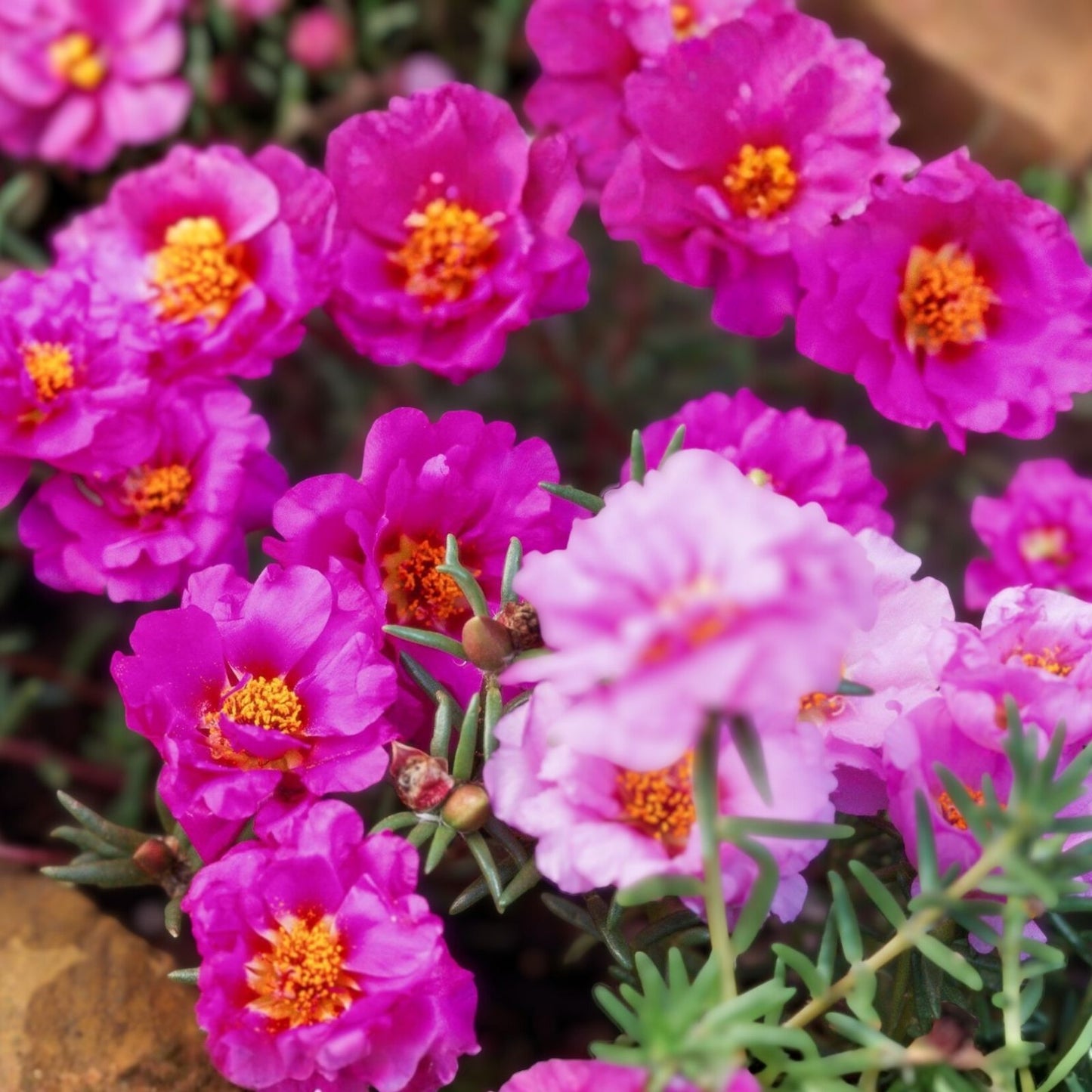 Moss Rose Cuttings Dancing Pink Portulaca Grandiflora Succulent Live Plant Starter Bare Root Houseplant