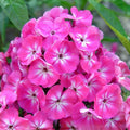 Creeping Phlox Starter Plants Set of 2 Pink White Lavender Ground Cover Plants Phlox subulata Live Houseplant