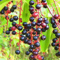 Black Cherry Tree Seeds 25 Pack – Prunus Serotina – Fruit Tree Seeds for Planting – Fast Growing Cherry Trees