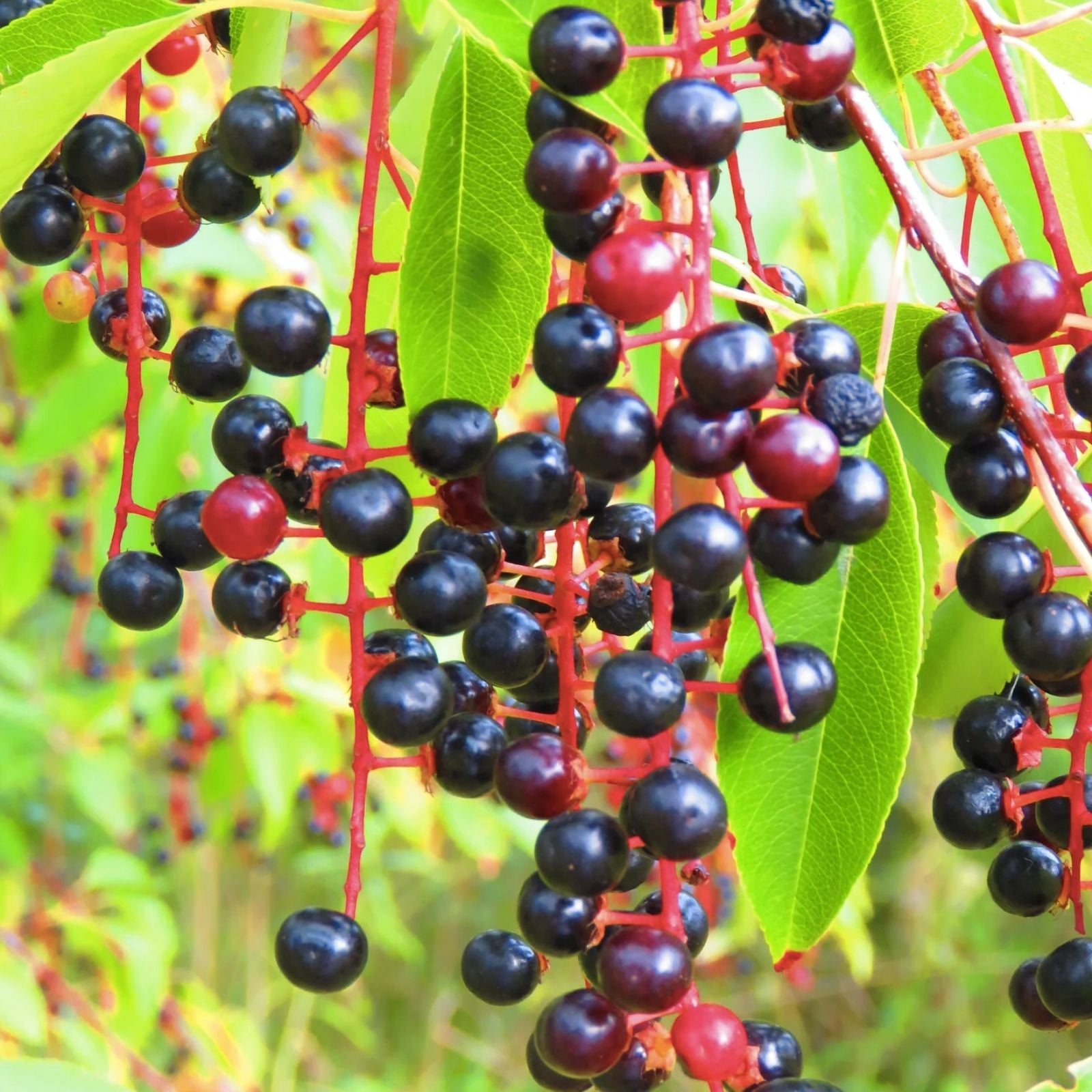 Black Cherry Tree Seeds 25 Pack – Prunus Serotina – Fruit Tree Seeds for Planting – Fast Growing Cherry Trees