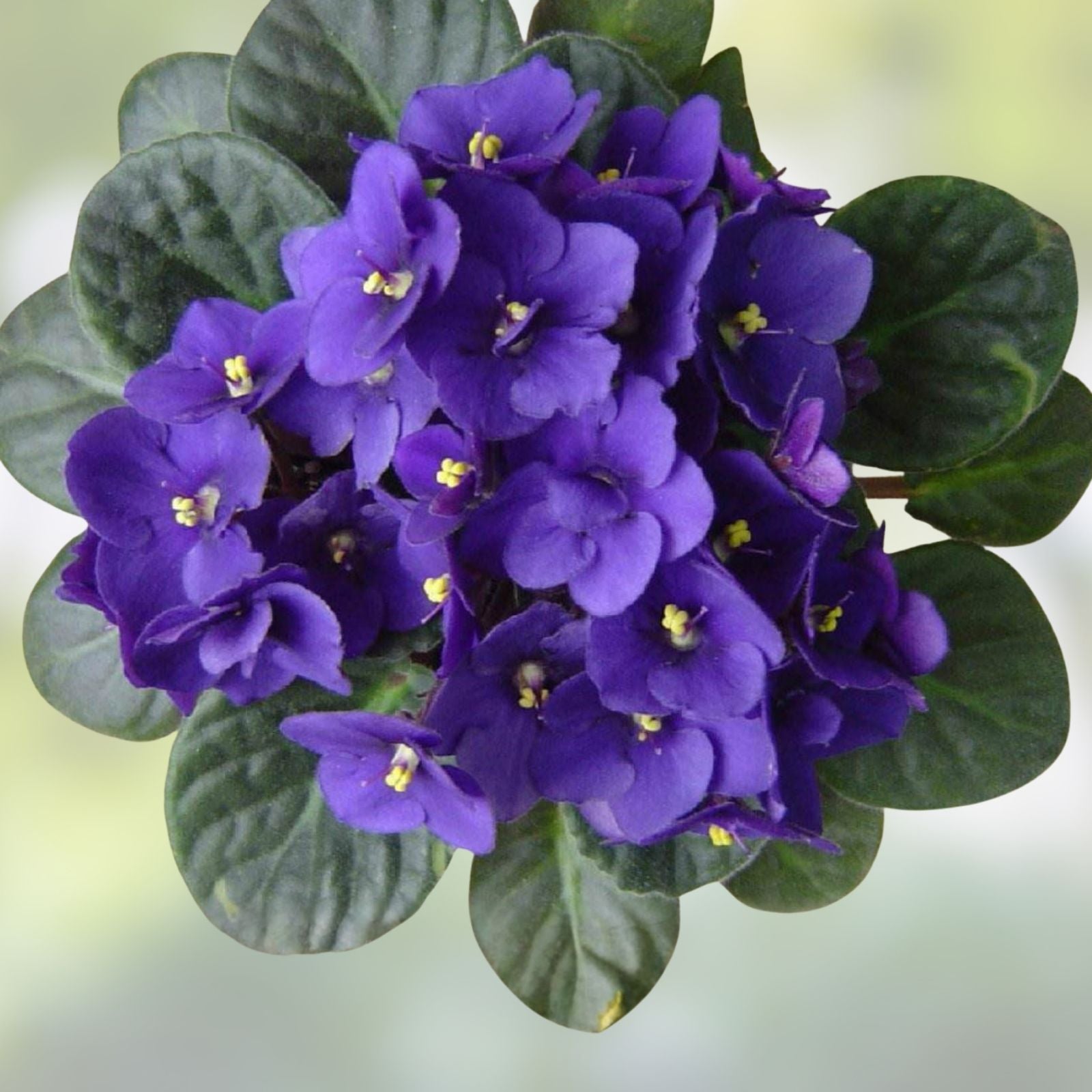 African Violet Leaves 2 Pack - Saintpaulia ionantha Live Plant Cuttings for Indoor Gardening, Houseplant, Starter Plant