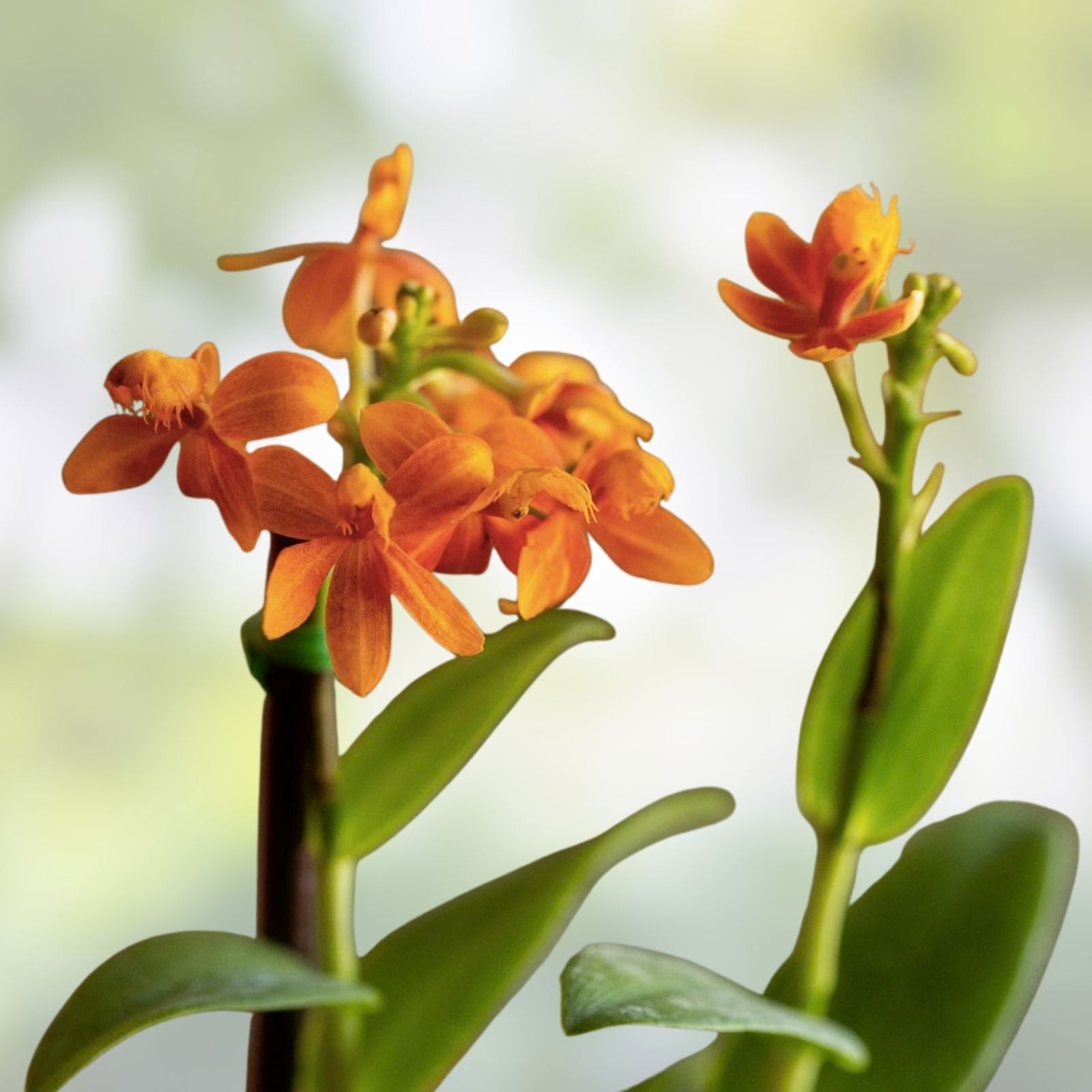 Epidendrum Radicans Orange Orchid Live Plant Cuttings – Tropical Houseplant, Easy Care, Bright Color, Garden or Pot