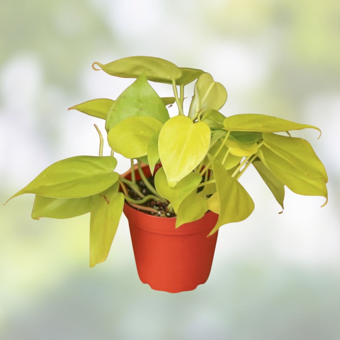 Neon Pothos Cuttings Lemon Lime Varieties Live Indoor Houseplant Propagation Starter Plant