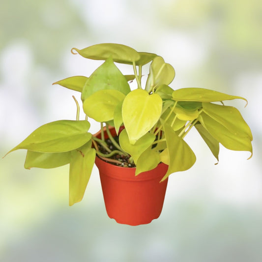 Neon Pothos Cuttings Lemon Lime Varieties Live Indoor Houseplant Propagation Starter Plant