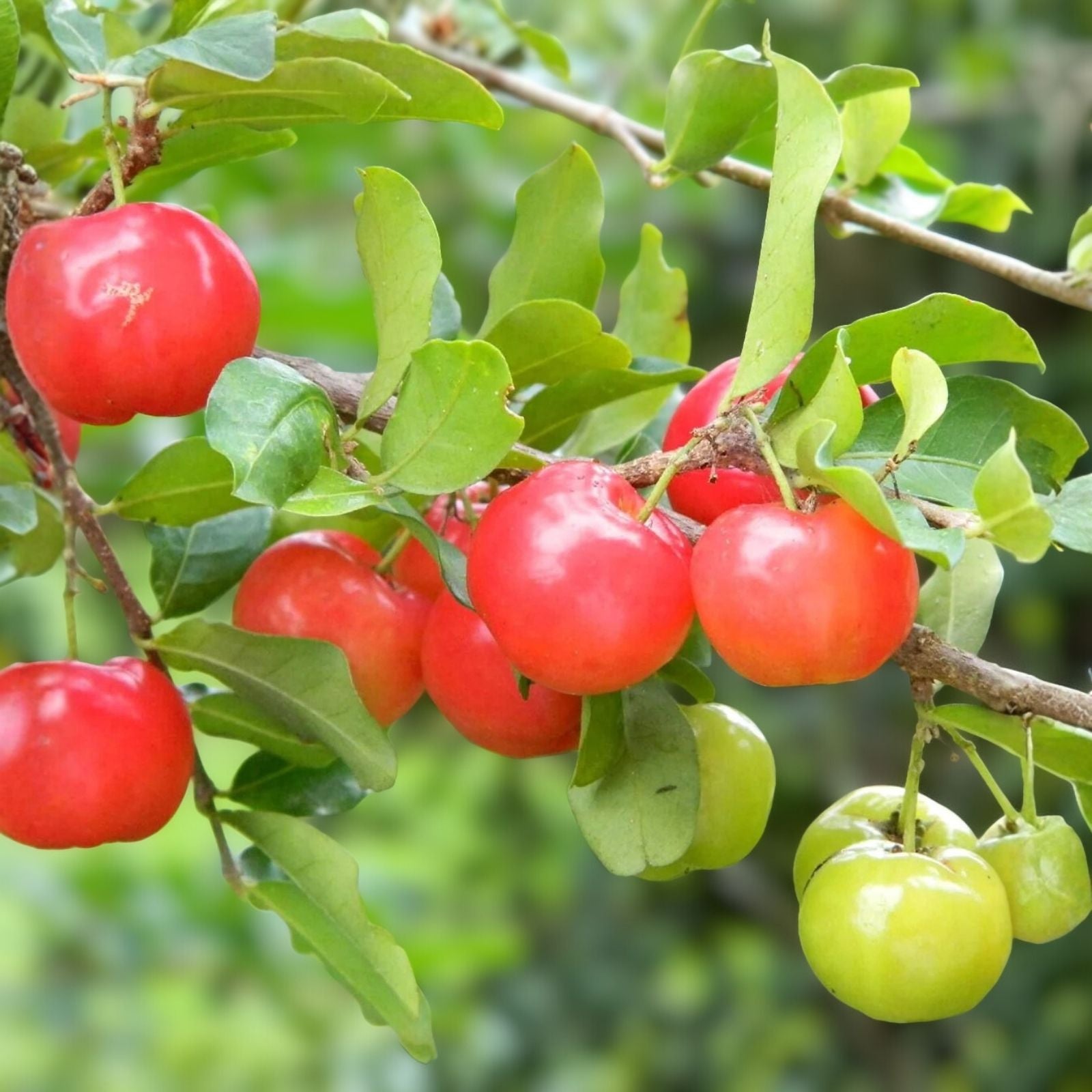 Barbados Cherry Seeds 10 Pack - Malpighia Emarginata Tropical Fruit Seeds for Gardening and Planting