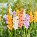 Gladiolus Bulbs 5-Pack Pastel Mix Pink Purple White Deer-Resistant Cut Flowers Garden Bulbs