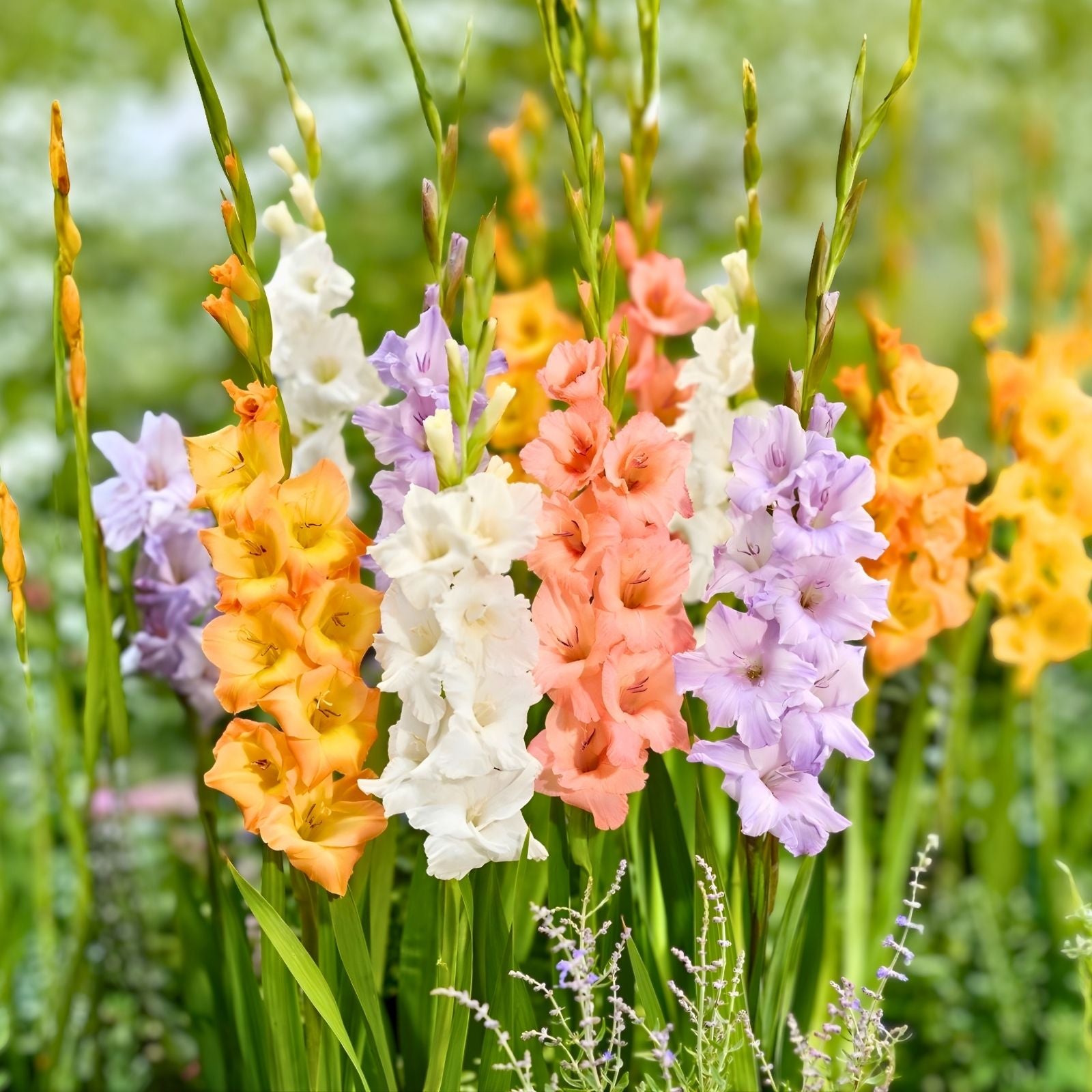 Gladiolus Bulbs 5-Pack Pastel Mix Pink Purple White Deer-Resistant Cut Flowers Garden Bulbs