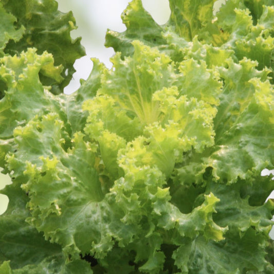 Mustard Greens Seeds Southern Giant Non-GMO Brassica juncea Organic Vegetable Garden Starter 25+