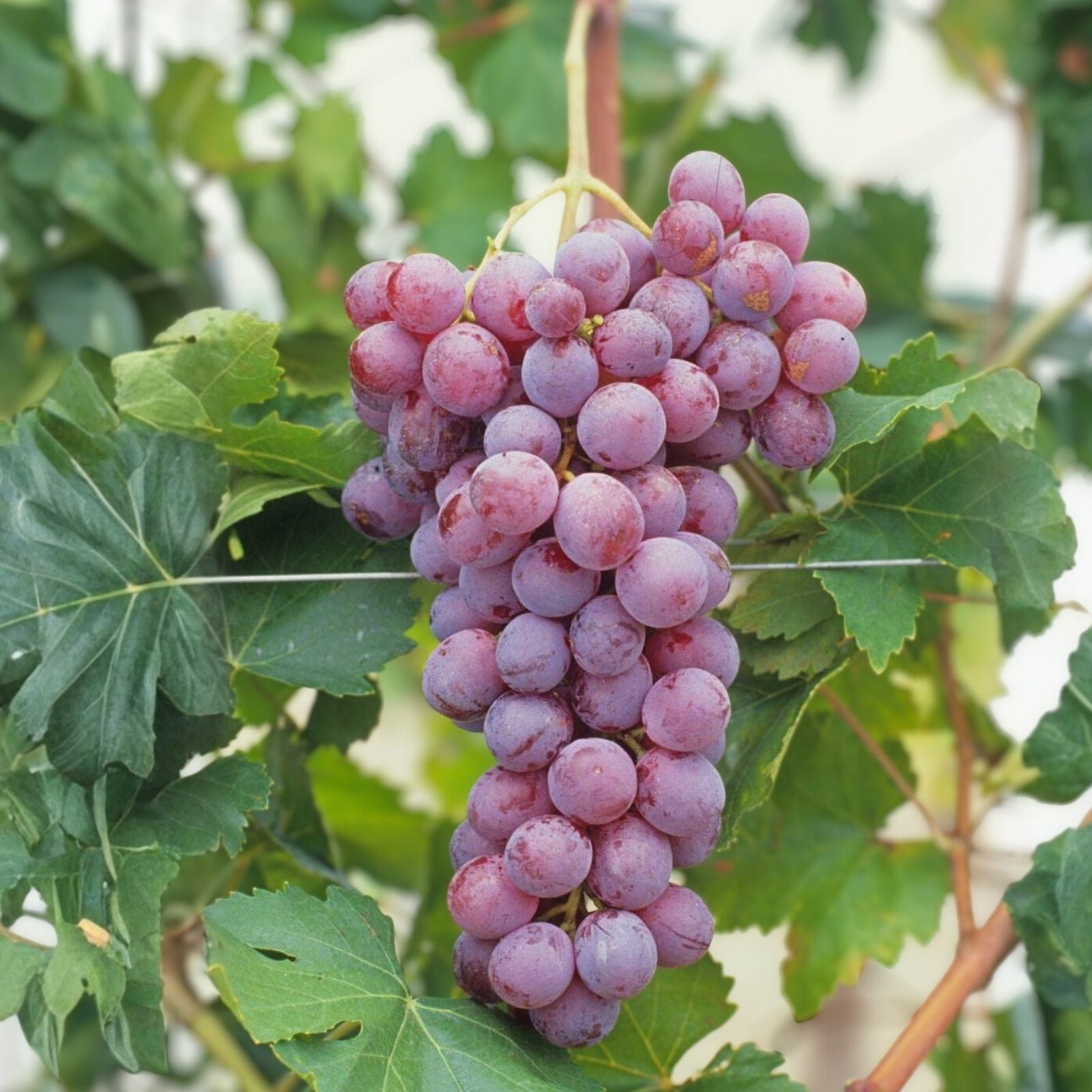 Globe Seedless Grape Vine Cuttings Bulk 50 Vitis vinifera Fruit Plant Propagation Bare Root Starter Plant
